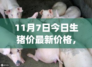 项目介绍 第554页