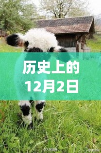 历史上的12月2日，小羊最新视频揭示成长的力量与自信的辉煌启示