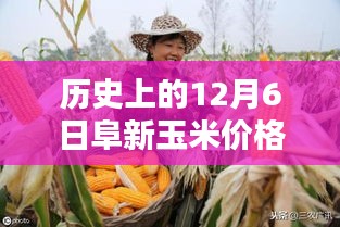 阜新玉米行情探秘，独家揭秘隐藏小巷中的宝藏店最新行情