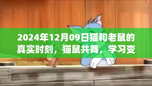 猫和老鼠的真实时刻，学习变革的旋律与自信成就之歌（猫鼠共舞，2024年12月9日）
