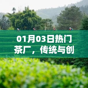 01月03日热门茶厂，传统与创新交融处