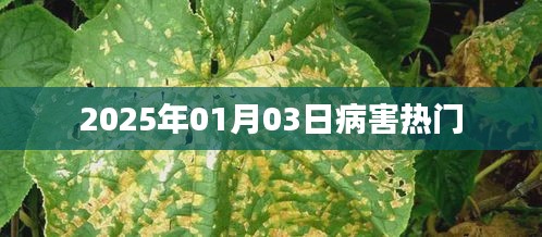 病害热点解析，2025年1月3日趋势观察