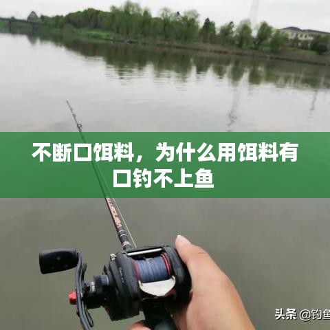 不断口饵料，为什么用饵料有口钓不上鱼 