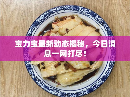 宝力宝最新动态揭秘，今日消息一网打尽！