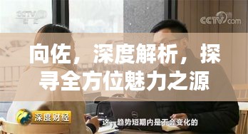 向佐，深度解析，探寻全方位魅力之源