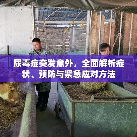 尿毒症突发意外，全面解析症状、预防与紧急应对方法