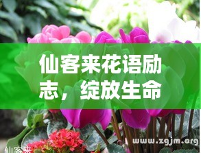 仙客来花语励志，绽放生命之光，追求无限可能！