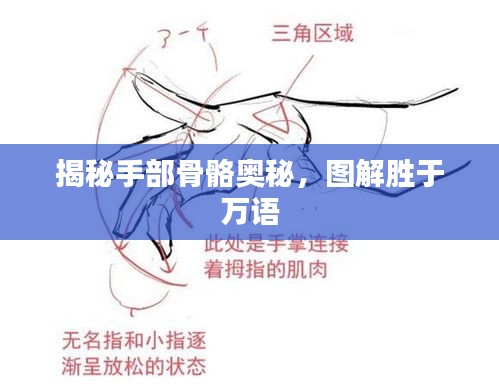 揭秘手部骨骼奥秘，图解胜于万语