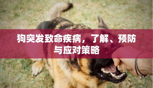 狗突发致命疾病，了解、预防与应对策略